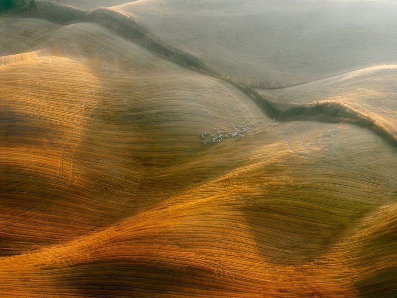 Sheep in the honeyphoto preview