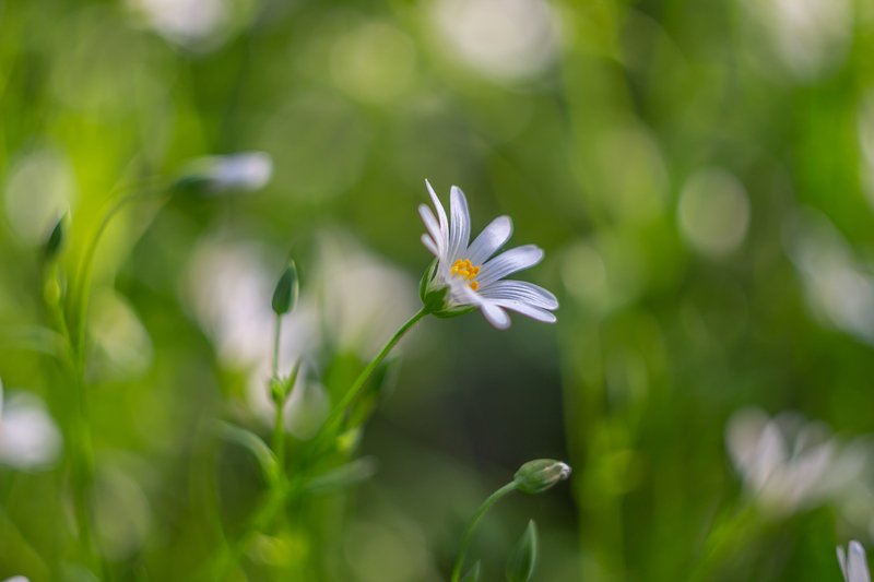 цветы, весна photo preview