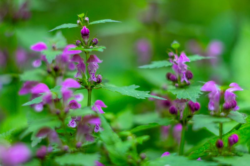 цветы, весна photo preview