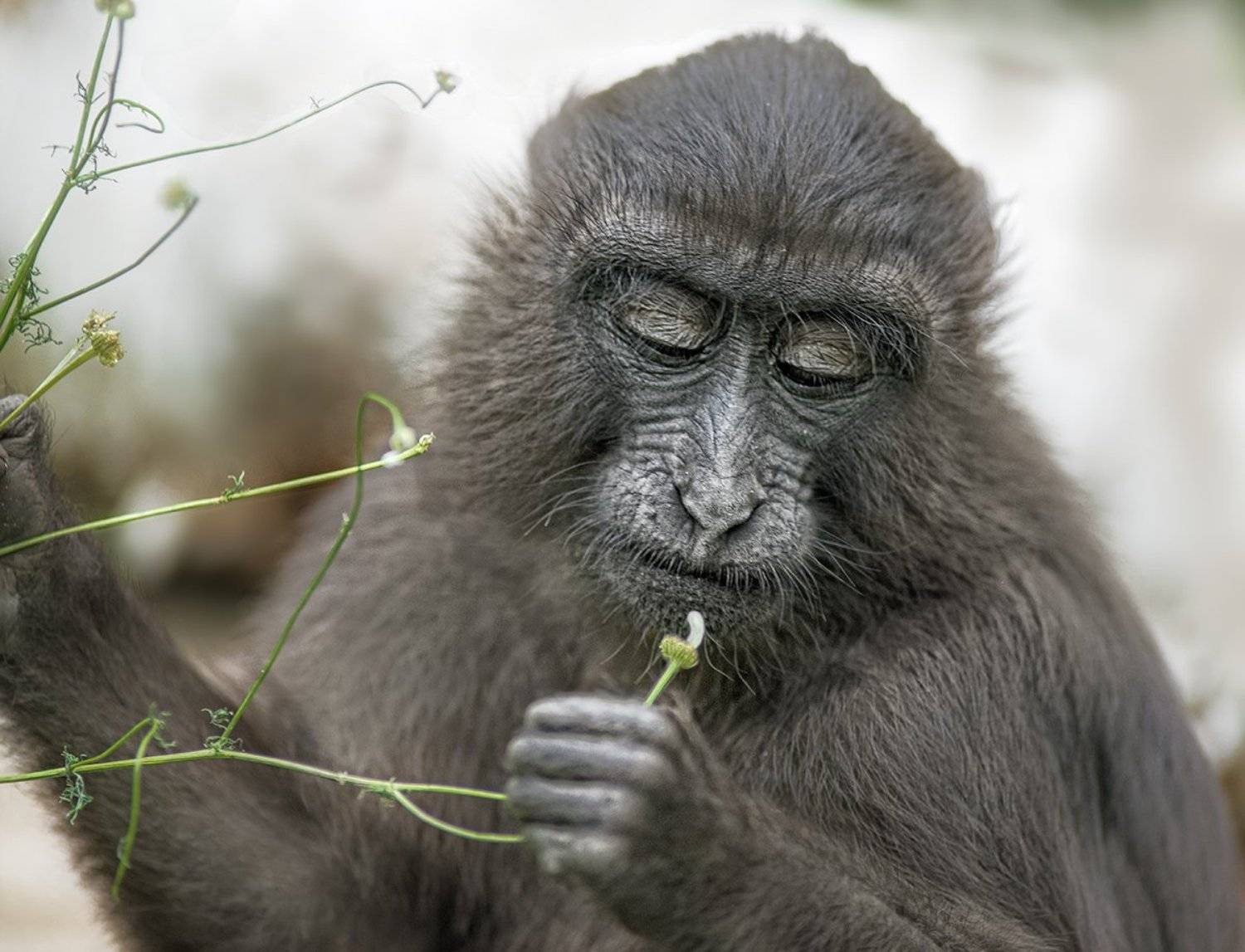 Любит, не любит.. Автор: Татьяна Москальчук , Татьяна Москальчук
