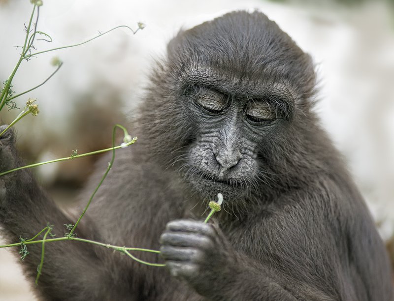 Любит, не любит.photo preview