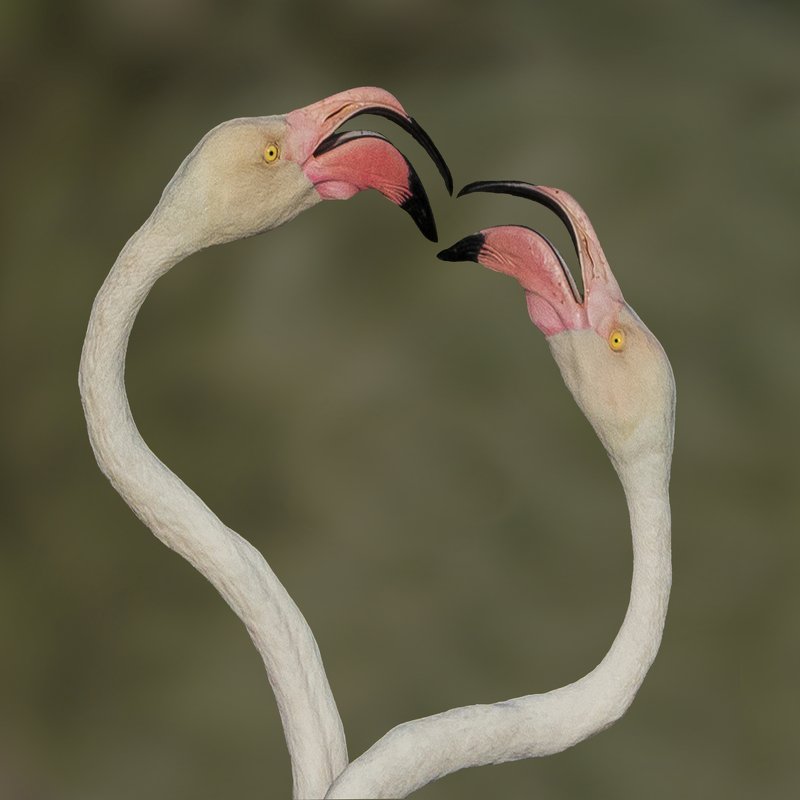 Flamingophoto preview