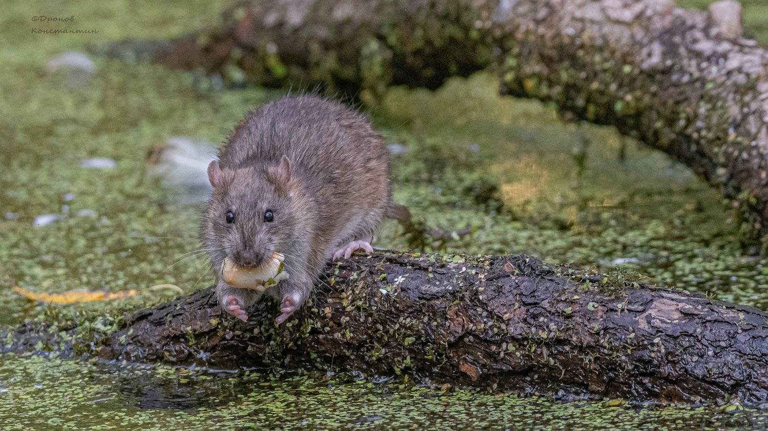 Хочу больше!. Автор: Дронов Константин крыса, животные, фотоохота, Дронов Константин
