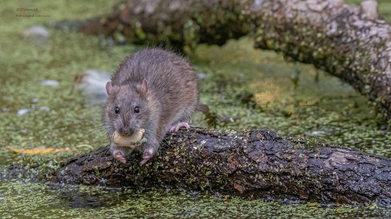 крыса, животные, фотоохота Хочу больше!photo preview