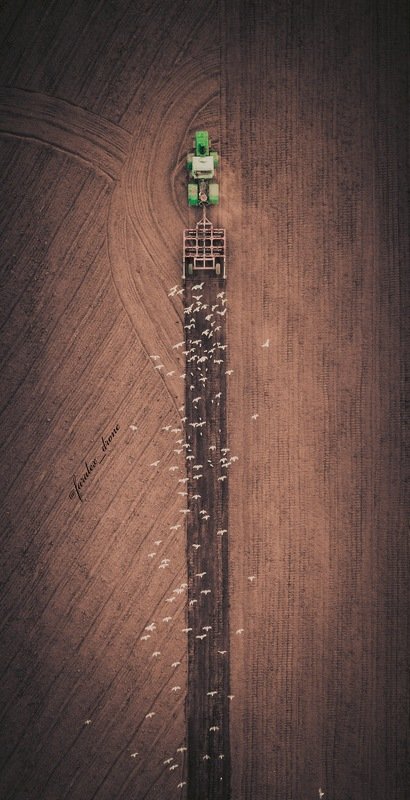 Взгляд на птиц с высоты птичьего полетаphoto preview