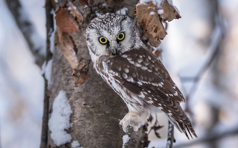 птица, дикая птица, хищная птица, орнитология, дикая природа, фотоохота, , сыч, сыч мохноногий, зима. охота, фотоохота, мышь Глаза в глаза. (Сыч мохноногий)photo preview