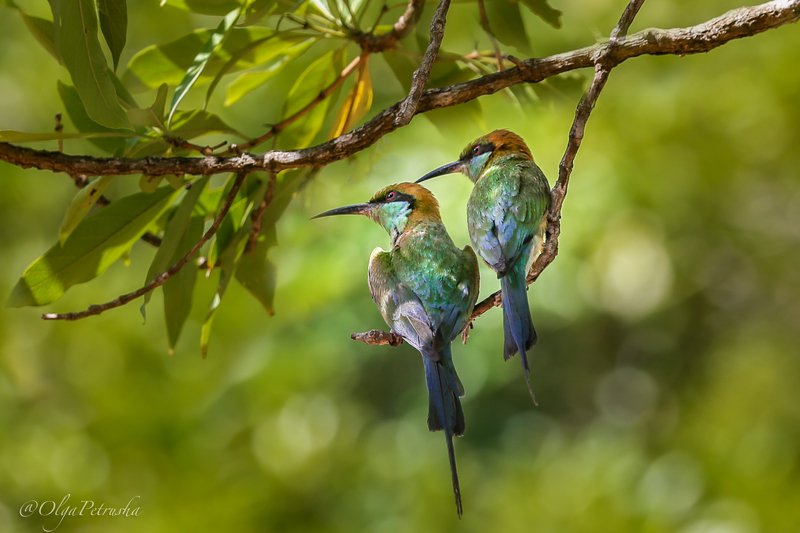щурки, птицы, шри_ланка, джунгли Ой, смотри, Светка из 2-ой пошла!! А костюмчик-то себе какой прикупила!!!photo preview