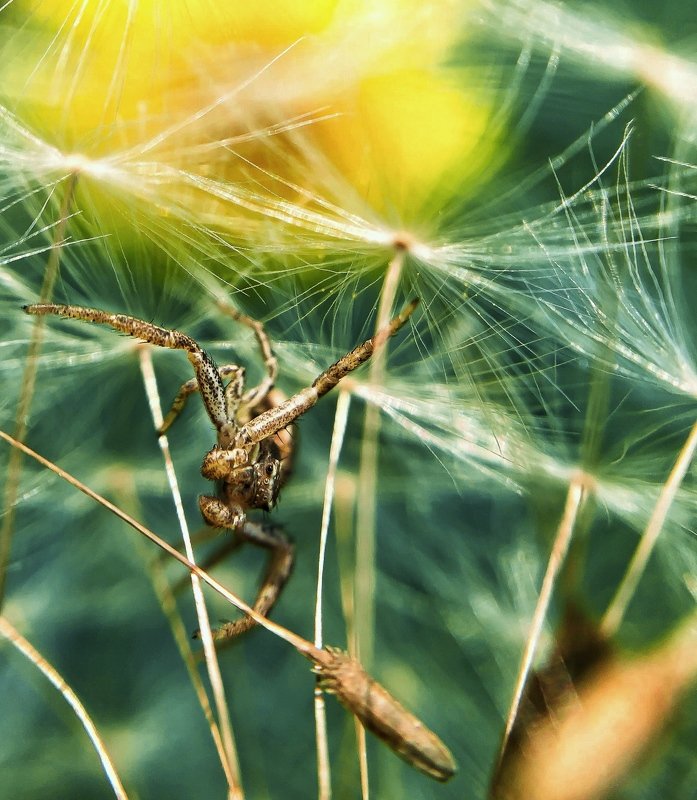 Small spiderphoto preview