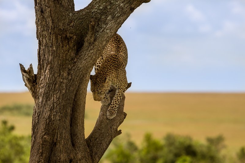 леопард, африка, дерево, небо, саванна, прыжок, кения Кто куда, а я на прогулку))photo preview