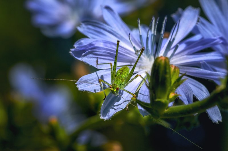 tokina 100 macro, macro lens,  beautiful, красивый, moment, момент, nature, природа,  wildlife,  summer, лето, летняя, chicory, цикорий, insect, насекомое, grasshopper, кузнечик, Маленький зеленый жрун :)photo preview