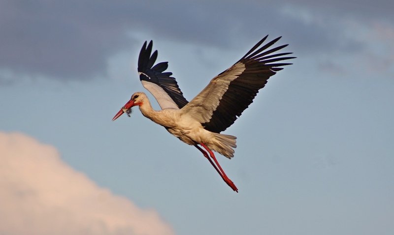 птицы,аист,фото животных Белый аист летит...photo preview