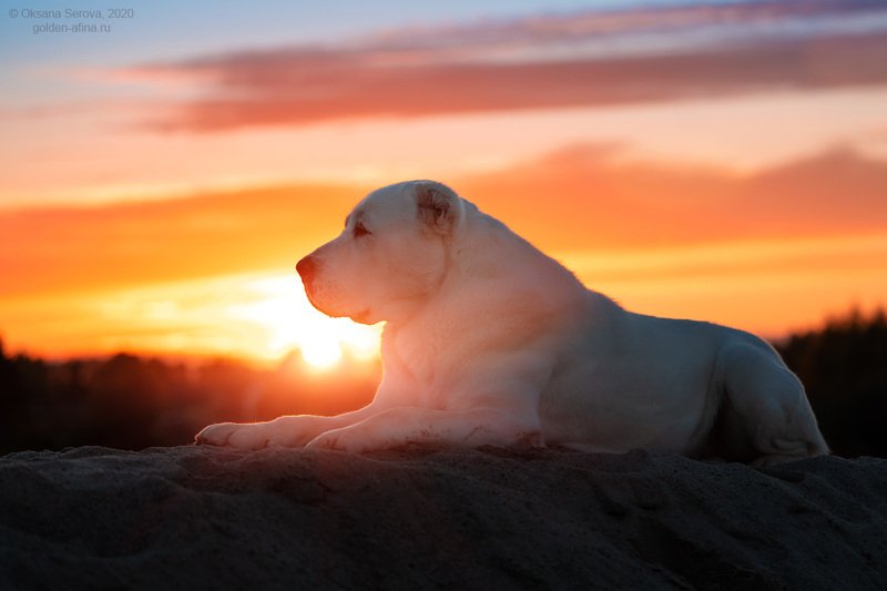 Царьphoto preview