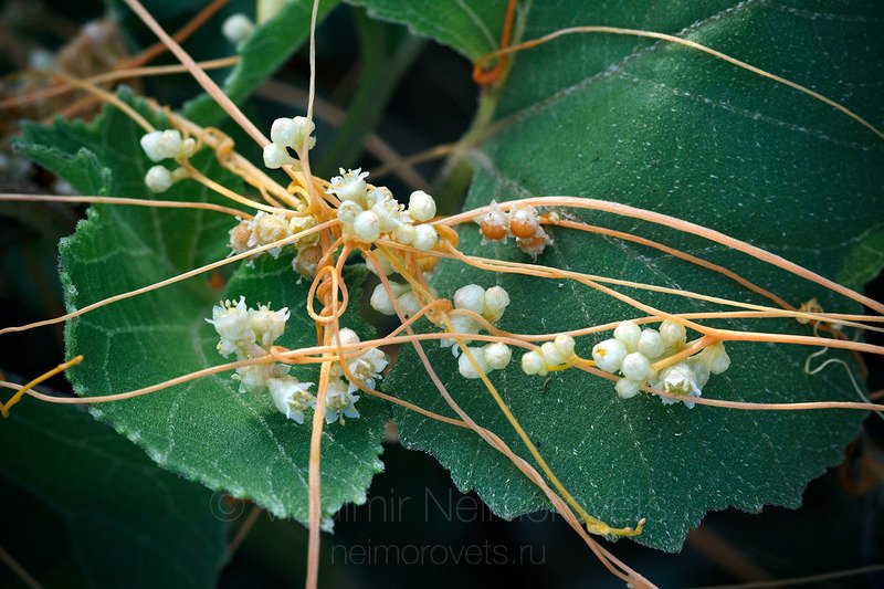 Cuscuta europaea,  greater dodder, European dodder, parasitic plant, plant, flower, stems, green, yellowish, weed, quarantine weed,  The greater dodder (Cuscuta europaea) / Повилика европейская (Cuscuta europaea) фото превью