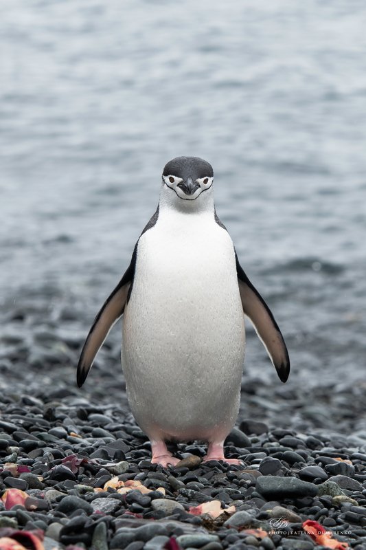 Антарктида, пингвин, полярные животные Я - шут, я - арлекин, я - просто смехphoto preview