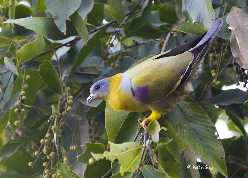 Желтоногий зелёный голубь, Yellow-footed Green Pigeon, Treron phoenicopterus, Columbidae, птицы, фотоохота, Индия, birds Голубь-радуга)photo preview
