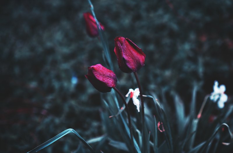 #tulip #nature #garden #flowers #rain #dark Tulipphoto preview