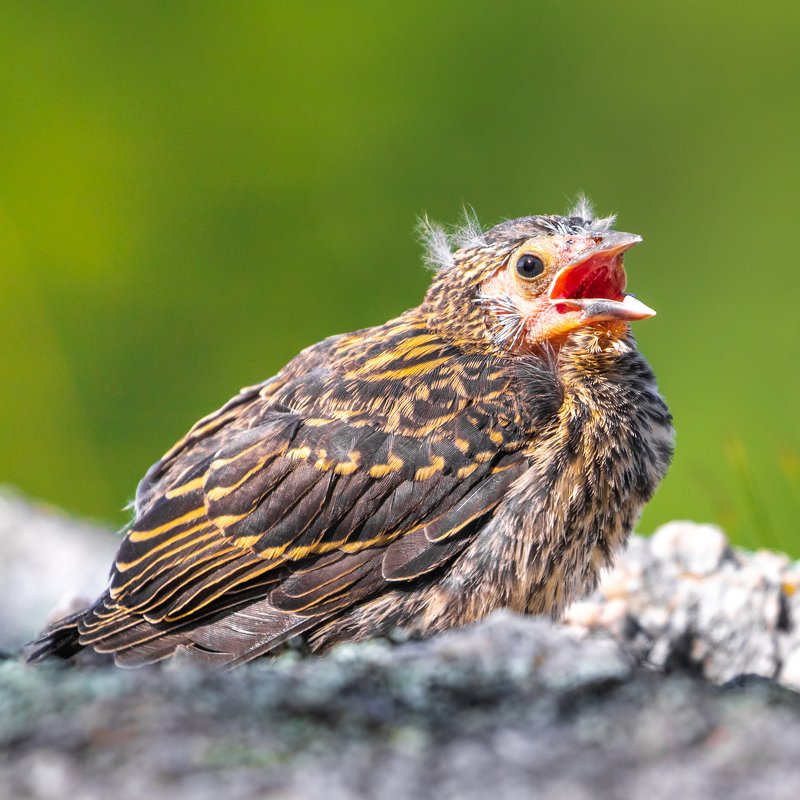 Red-winged Blackbird chick фото превью