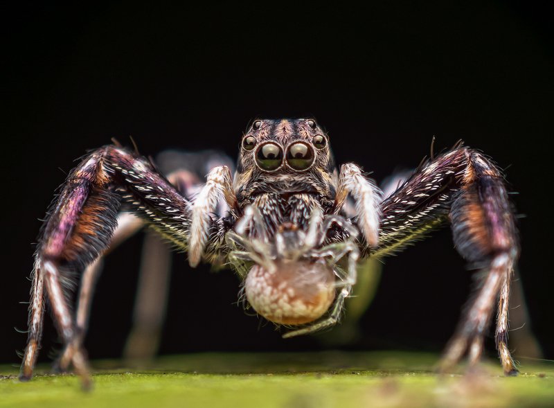 macro wildlife closeup insects Brettus sp. female with killphoto preview
