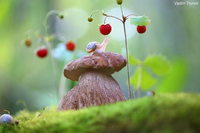 улитка, белый гриб,  макро *** фото превью