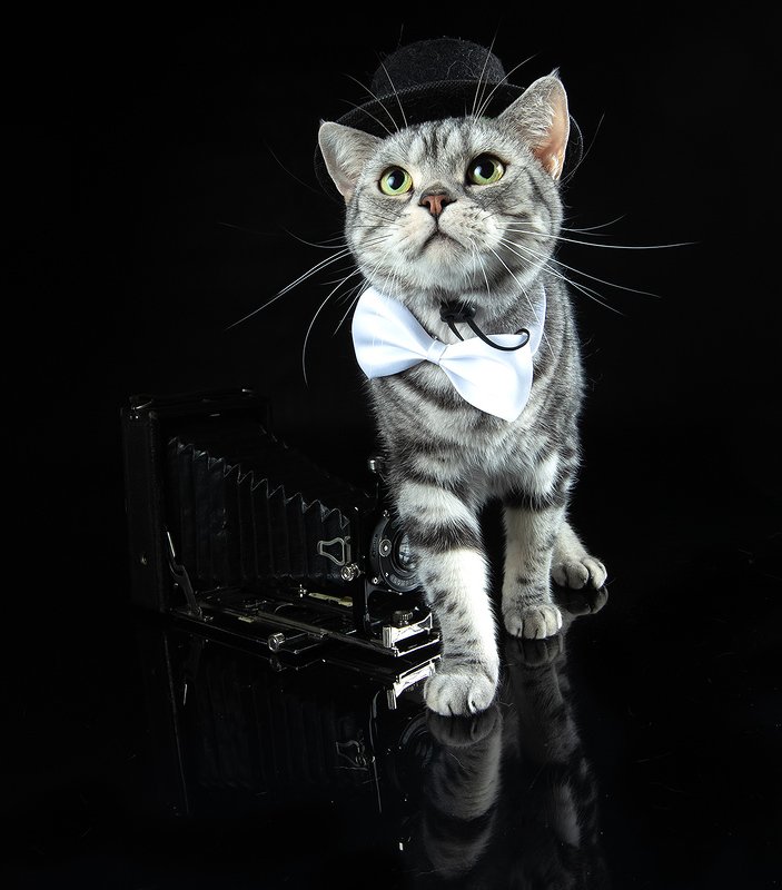 сat, кошка, животные, кошки,американский короткошерстный кот, american shorthair cat, рыжик, фотограф, ginger С Днем Фотографа! Маркиз и Рыжик!photo preview