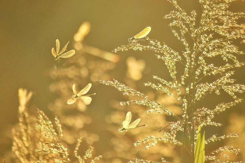 Летний танец.photo preview