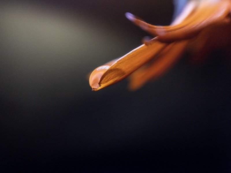 макро, капля,  мобильная фотография Цветокphoto preview