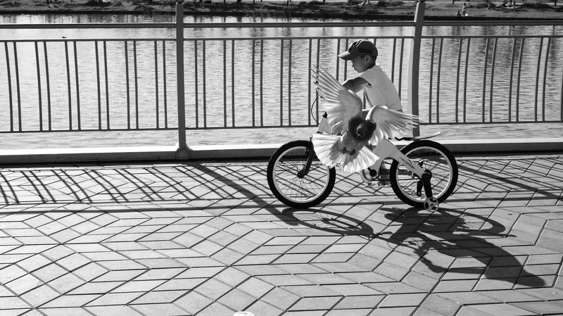 ребёнок, природа, велосипед, голубь photo preview