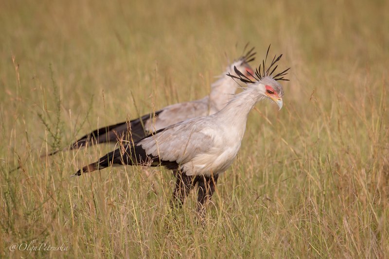 птица_секретарь, дикие_животные, природа, африка, саванна, птица Я и моя тень.photo preview