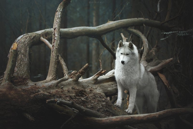 husky, wood, karelia In the woodsphoto preview