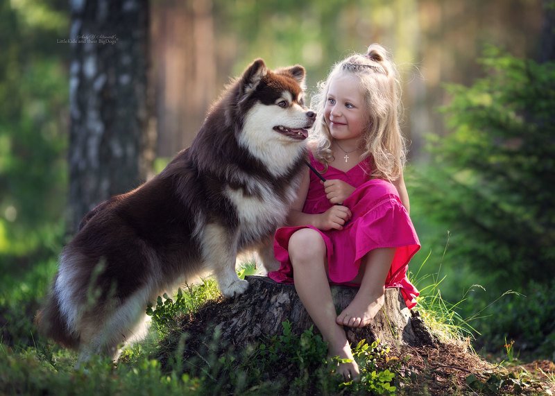 Marianna and Tarja (Finnish Lapphund)photo preview