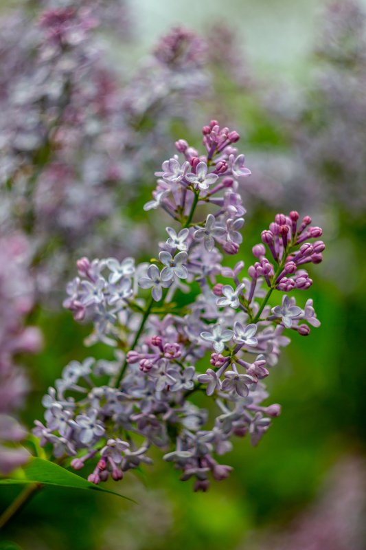 сирень, цветы, весна photo preview