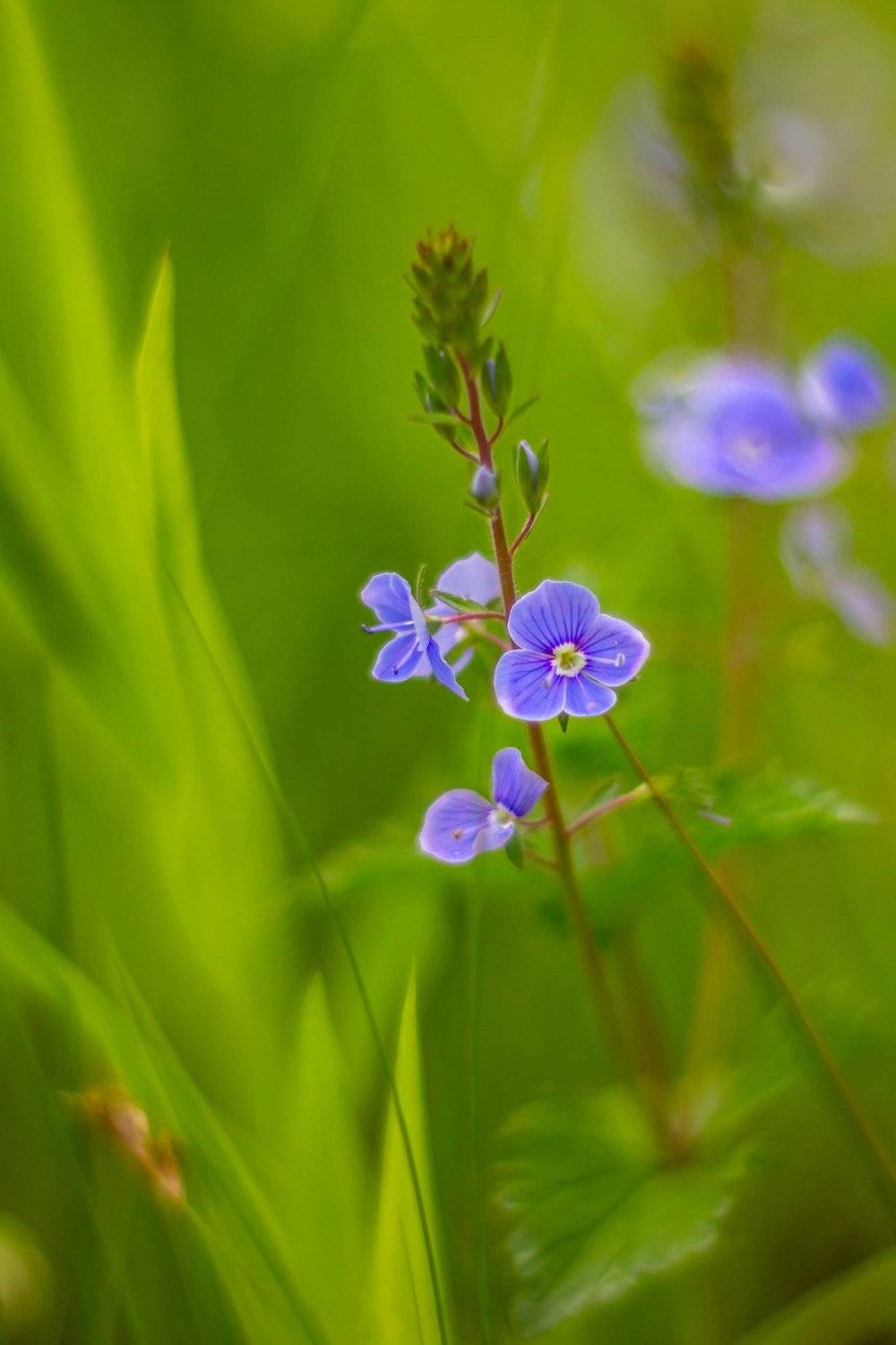 Автор: Руслан Востриков весна, цветы, Руслан Востриков