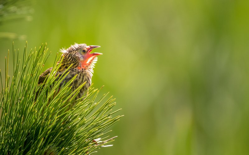 Red-winged Blackbird chick фото превью