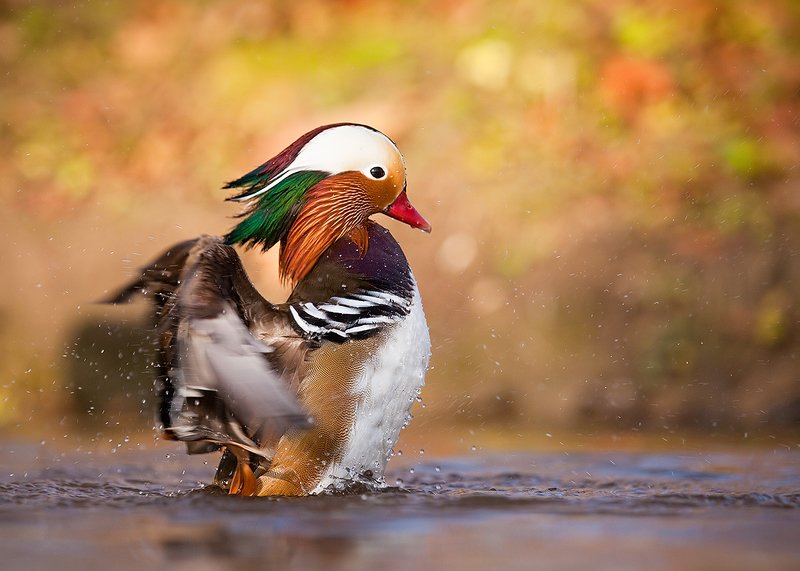 Mandarin duckphoto preview