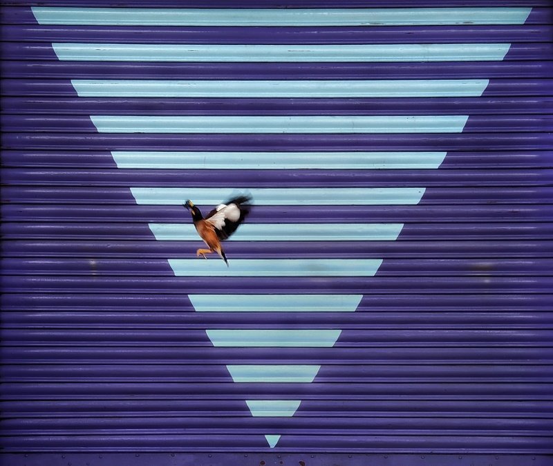 Trianglephoto preview