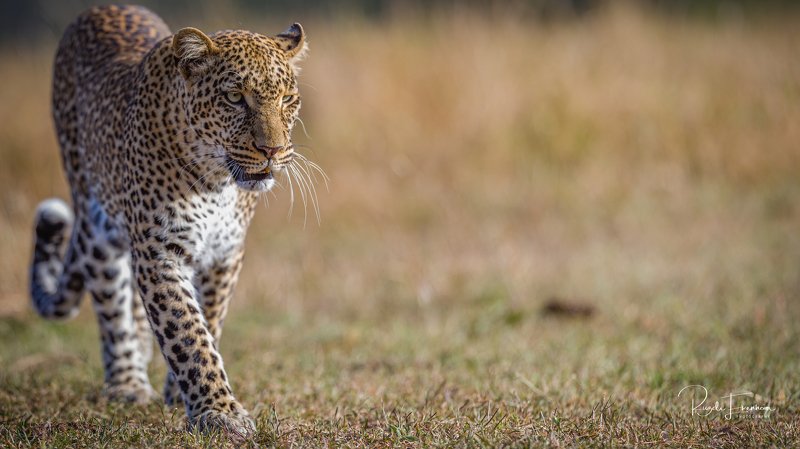 #leopard #bigcats  Pissedphoto preview