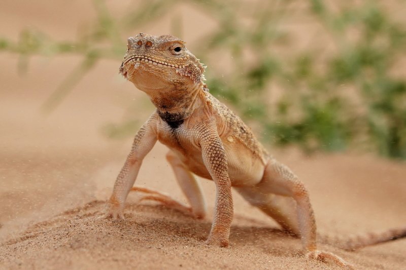 ушастая ящерица.калмыкия \