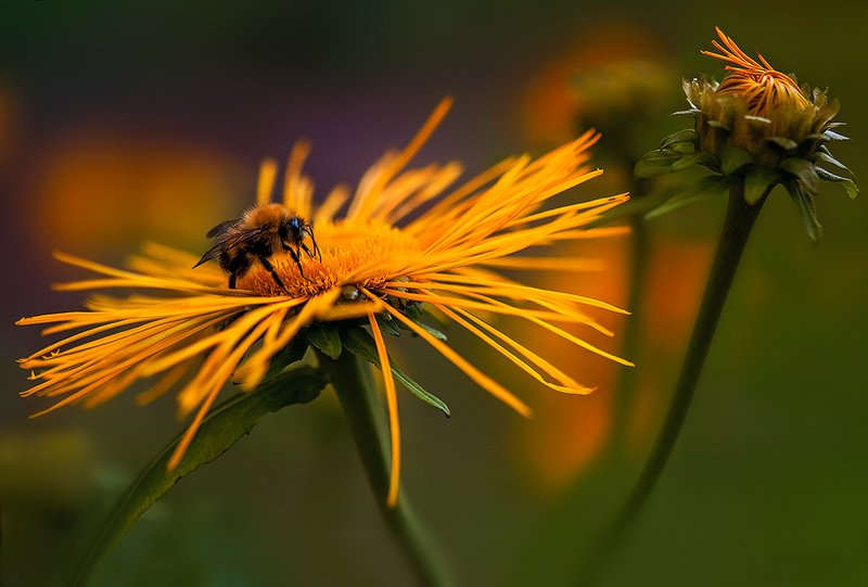 шмель Оранжевое летоphoto preview