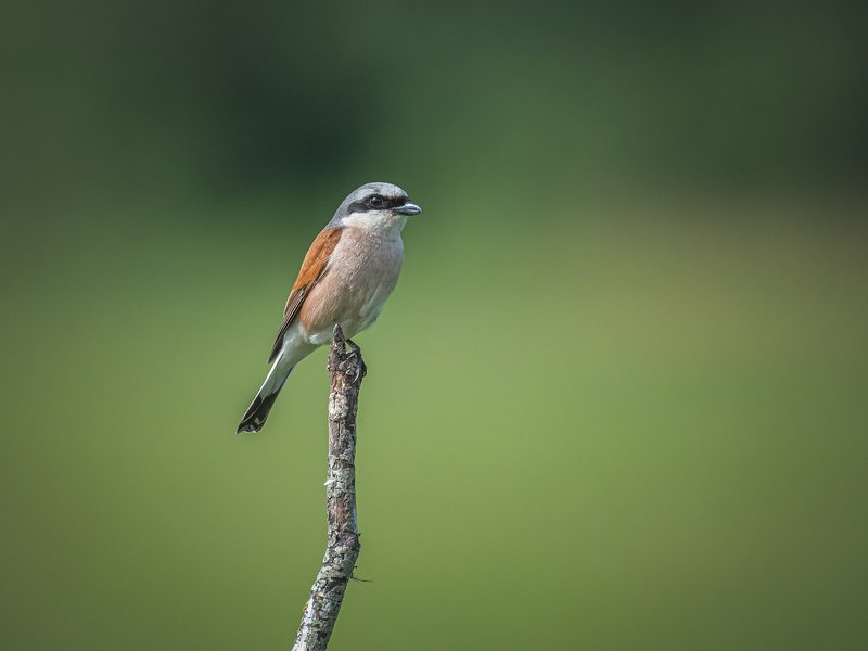 real wildlife, wildlife, nature, wildlife photographer, cорокопут, bird photography, lanius collurio, red-backed shrikes, bird, sa_travelmedia, \