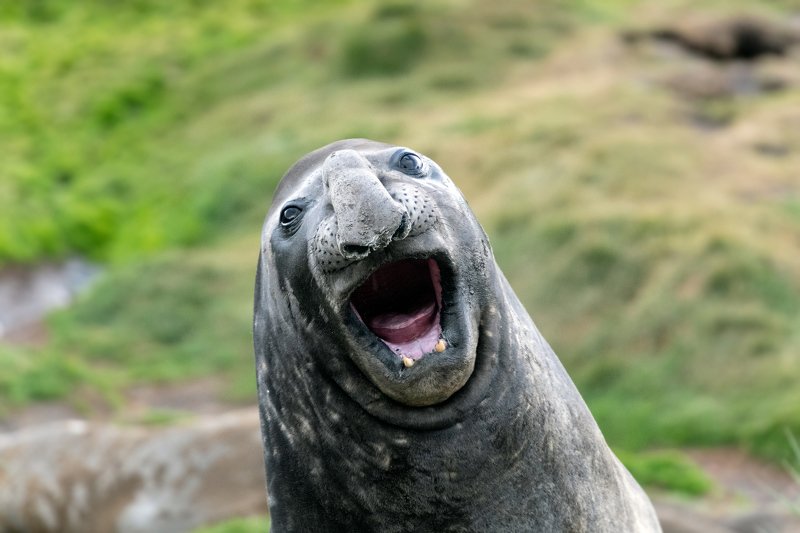 Антарктида, морские животные А что вы тут делаете?photo preview