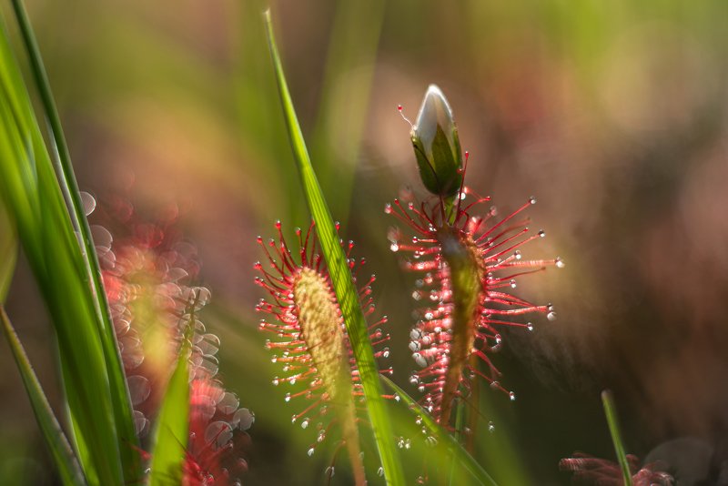 macro, sundew, bokeh, colors Flowerphoto preview