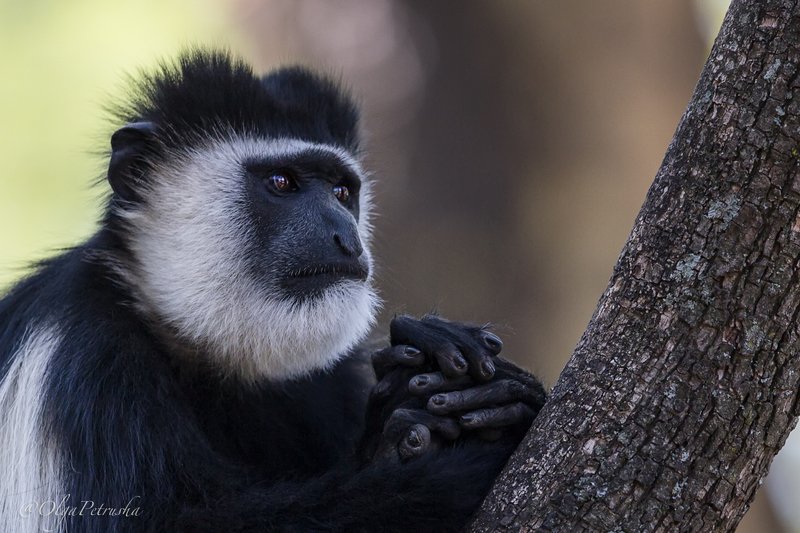 колобус, обезьяна, африка, дикие_животные Мыслитель.photo preview