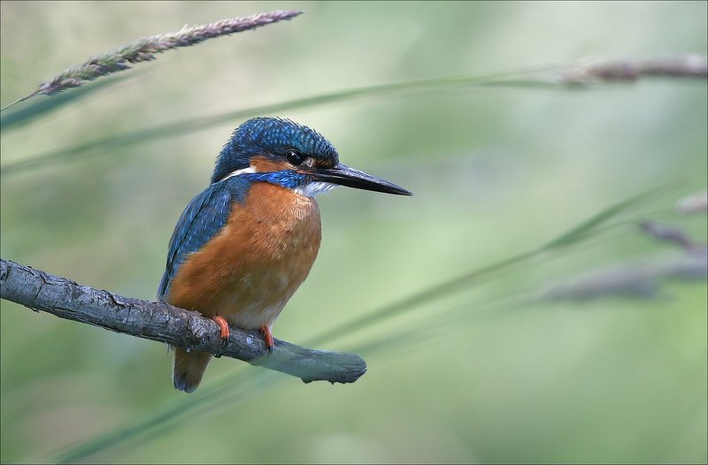 зимородок Зимородокphoto preview