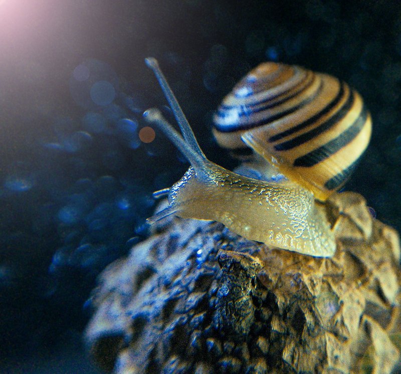 макро, улитка, мобильное фото Улиткаphoto preview