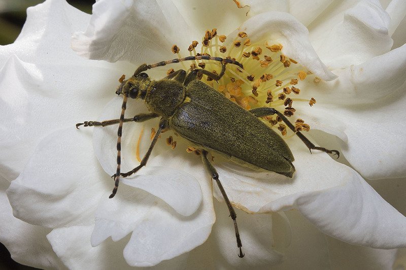 лептура зелёная, жук, роза Поели - можно и поспать. Поспали - можно и поесть...photo preview