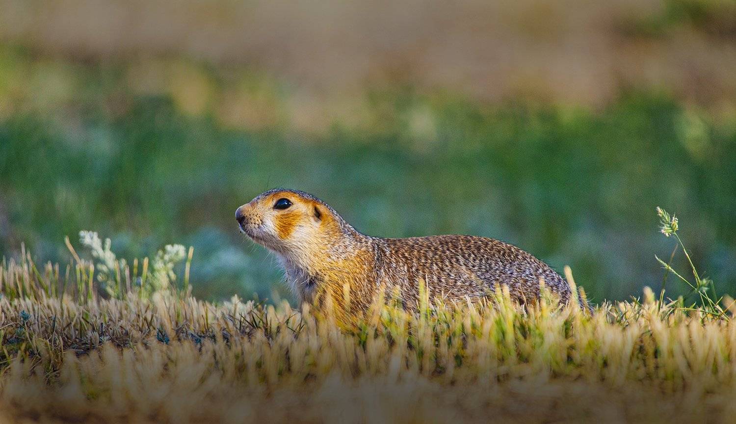 , петр чиков