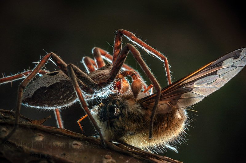 Pisaura mirabilis, Bombylius major, large bee-fly, fly, insect, greater bee fly, Pisauridae, nursery web spider, spider, prey, hunting, prey, brown, wing, male, Russia, Northwestern Caucasus, Krasnodar Territory, Ilsky. The nursery web spider (Pisaura mirabilis) caught up and sucks the large bee-fly (Greater bee fly) / Паук-охотник пизаура удивительная (Pisaura mirabilis) поймал и высасывает муху-жужжало (Bombylius major) фото превью