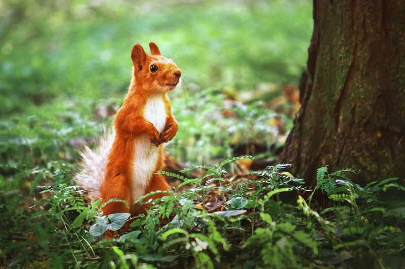 canon 55-250,  beautiful, красивый, moment, момент, nature, природа,  wildlife,  summer, лето, летний, park, парк, animal, животное,  forest, лесное, fluffy, пушистая,  red, рыжая, squirrel, белка, Какой я вам суслик? Белка я! :)photo preview