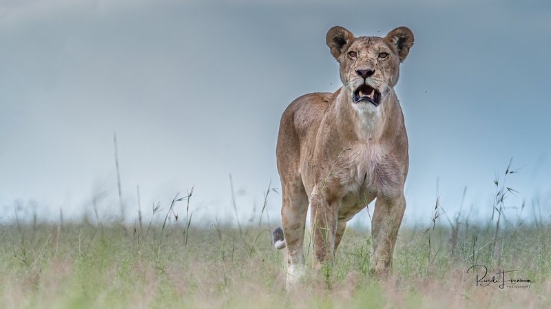 Where are my cubs?photo preview