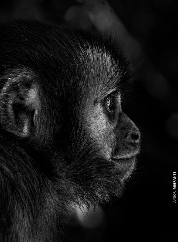 stilllife Chico photo preview